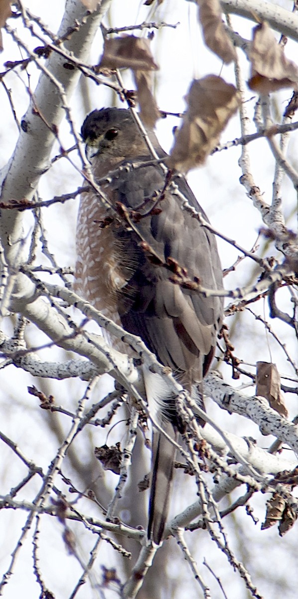 Куперов ястреб - ML646515060