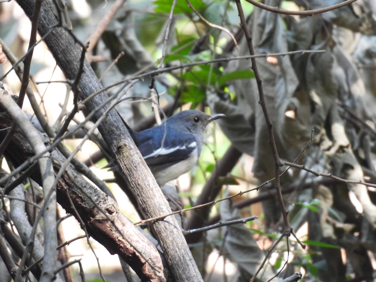 Oriental Magpie-Robin - ML646515061