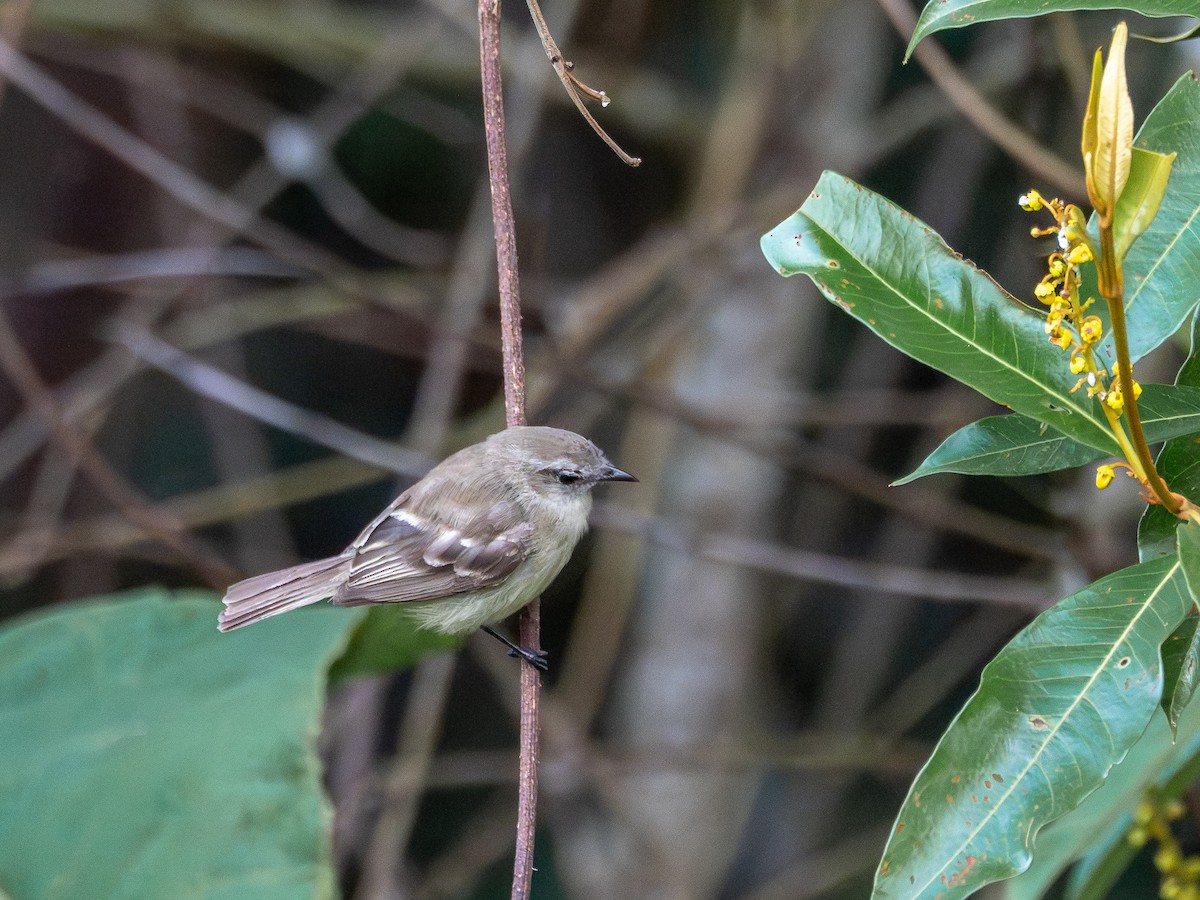 Mouse-colored Tyrannulet - ML646515065