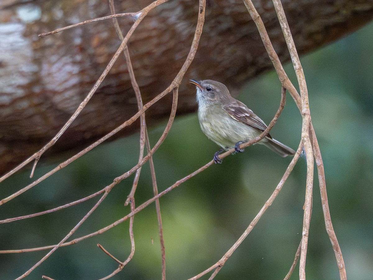 Mouse-colored Tyrannulet - ML646515066