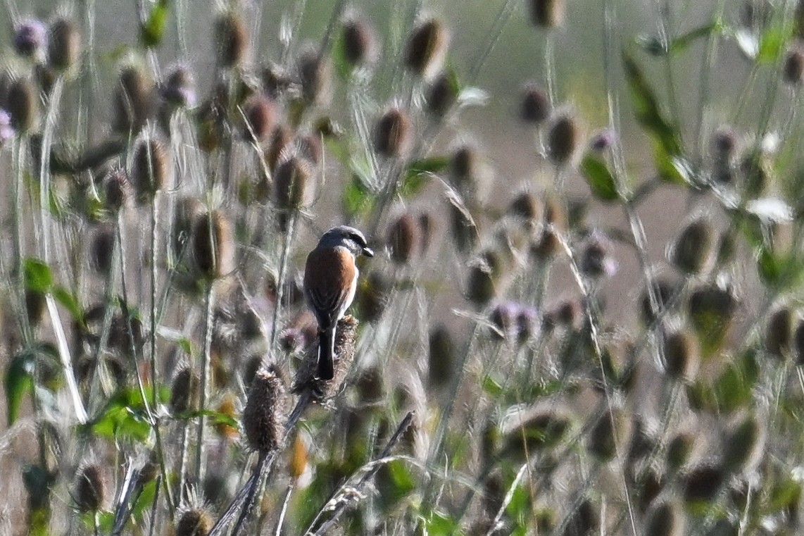 ťuhýk obecný - ML646515067