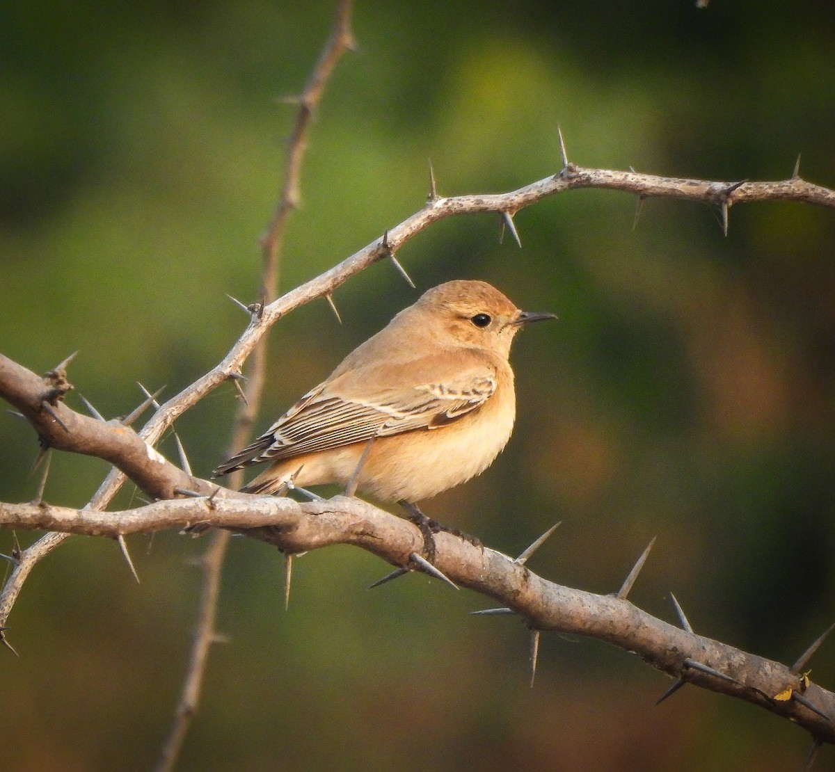 Isabelline Wheatear - ML646515068