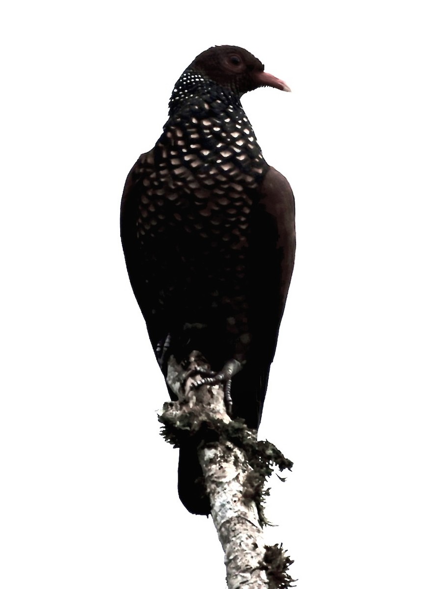 Scaled Pigeon - ML646515069