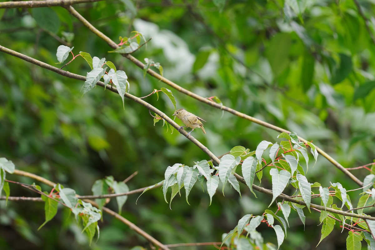 キマユガラ - ML646515071