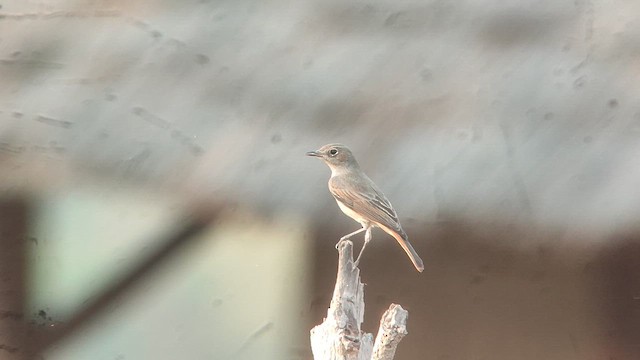 Familiar Chat - ML646515072