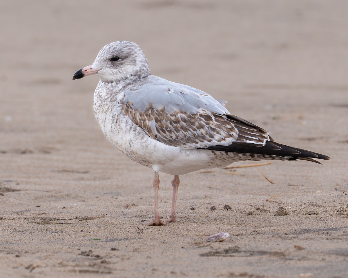 Halkalı Martı - ML646515077