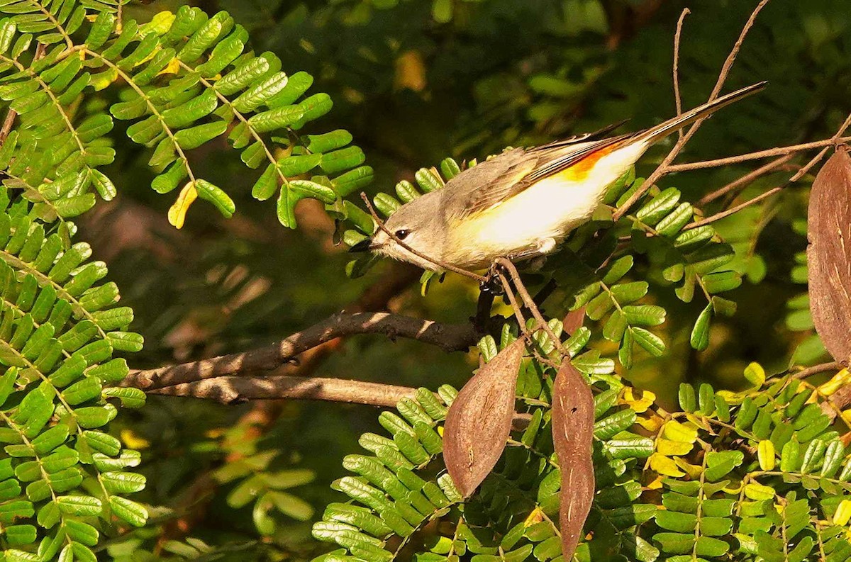 Small Minivet - ML646515081