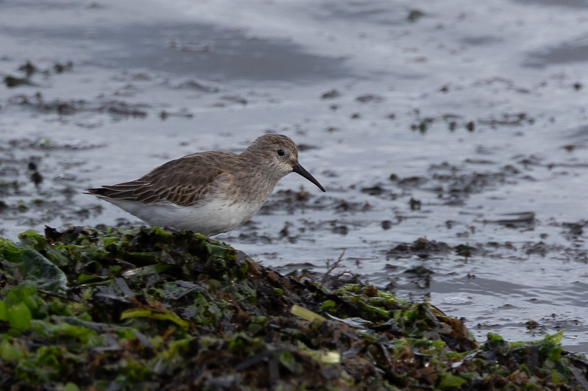 Dunlin - ML646515082