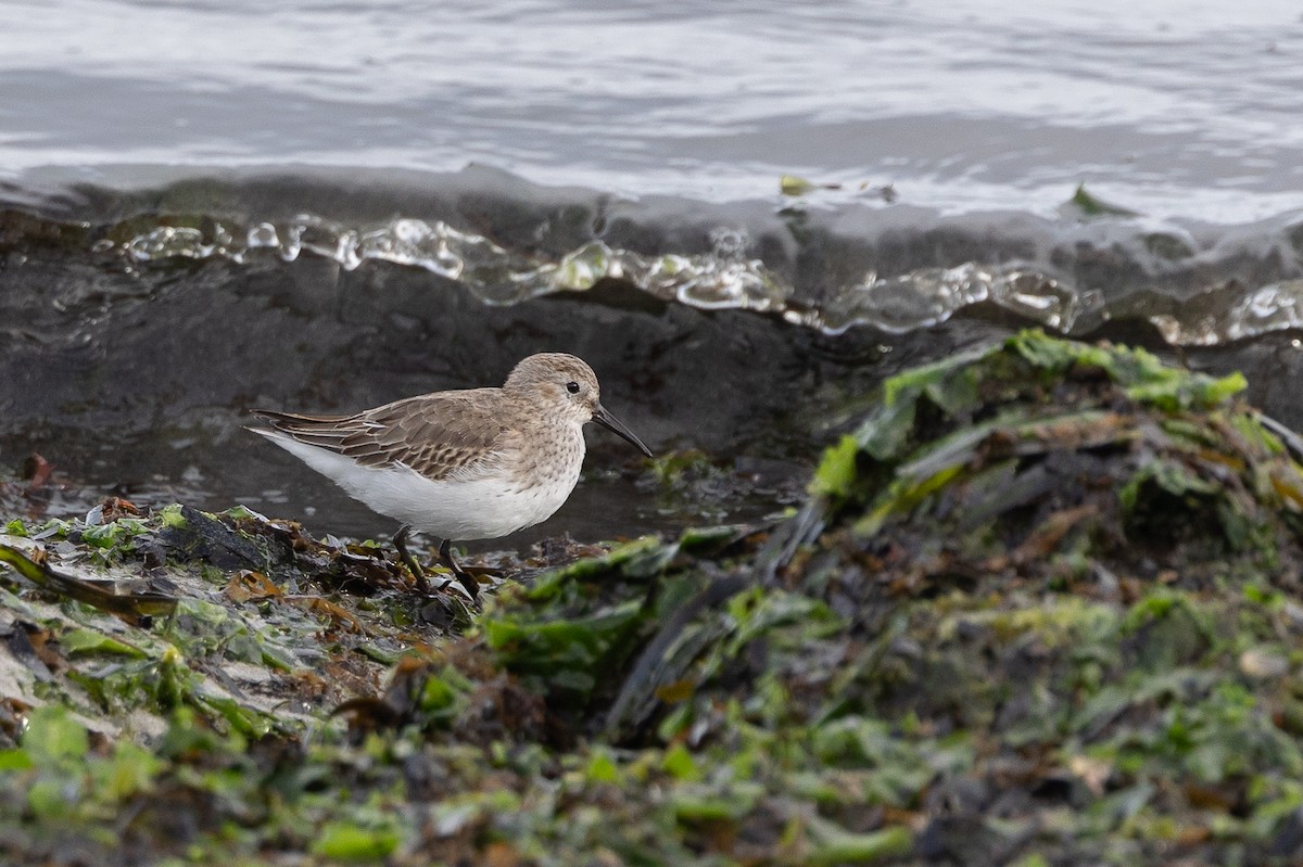 Dunlin - ML646515083