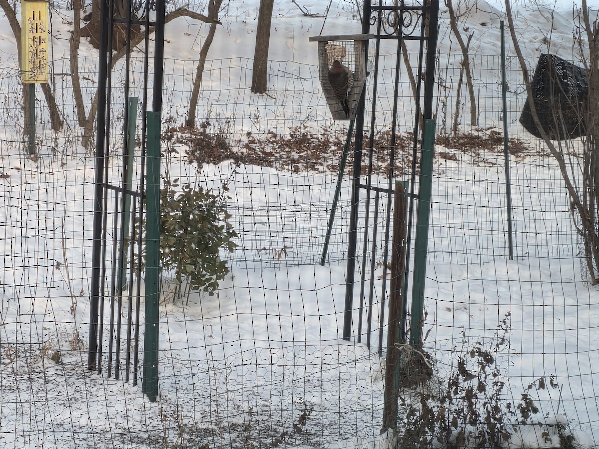 Northern Flicker (Yellow-shafted) - ML646515085