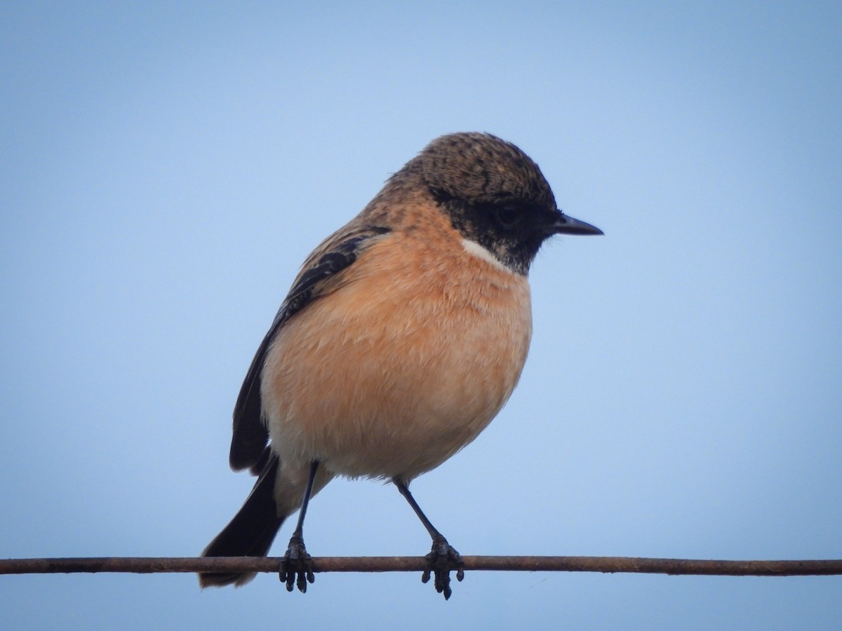 Siberian Stonechat - ML646515086