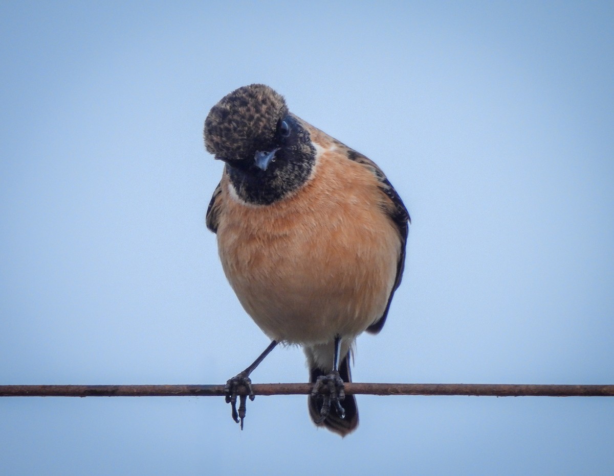 Siberian Stonechat - ML646515087