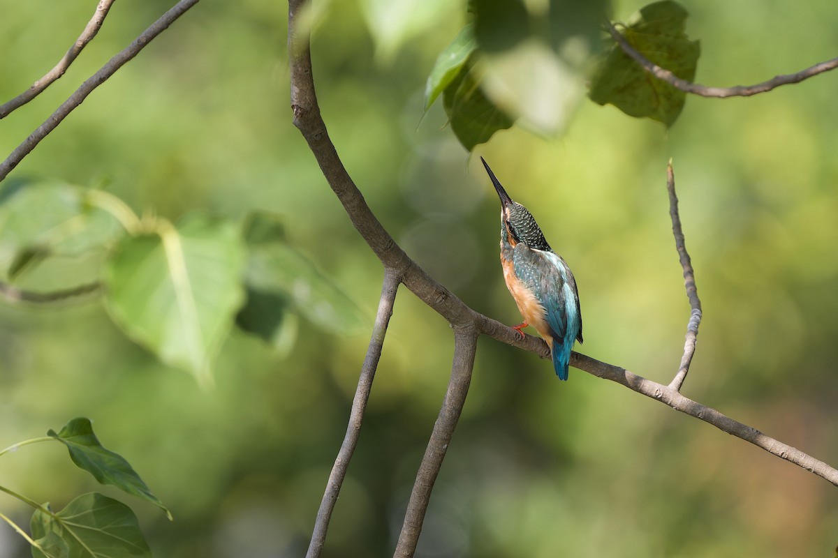 Common Kingfisher (Common) - ML646515088