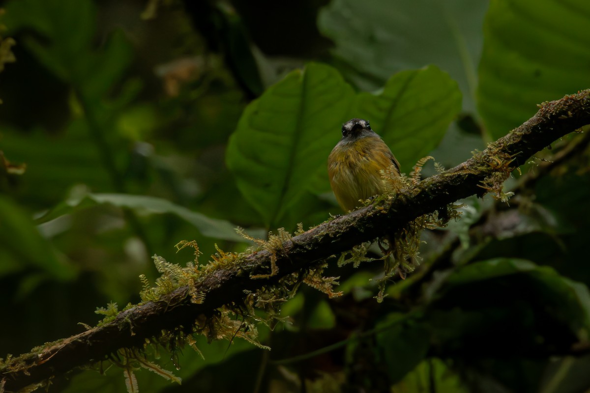 Мухоїд-білозір - ML646515092