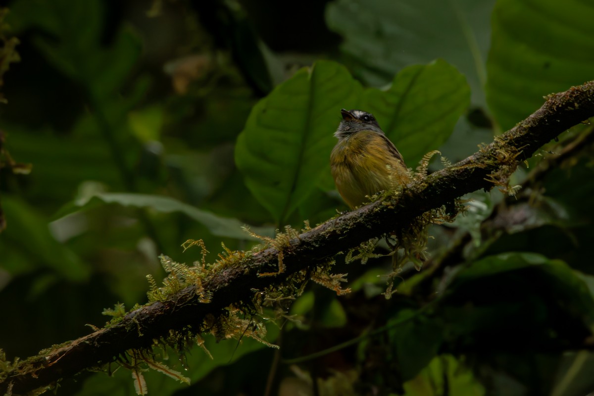 Мухоїд-білозір - ML646515093