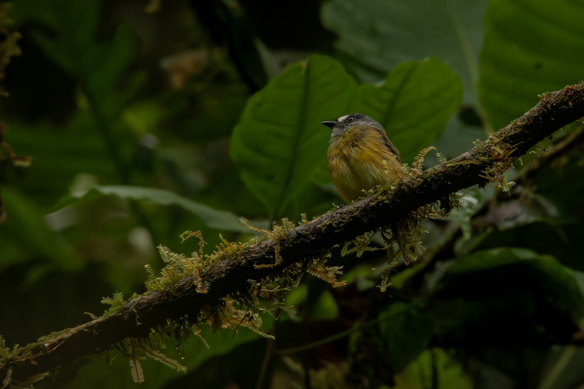 Мухоїд-білозір - ML646515094