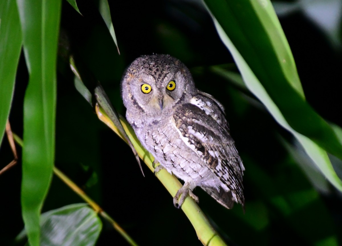 orientugle - ML646515095