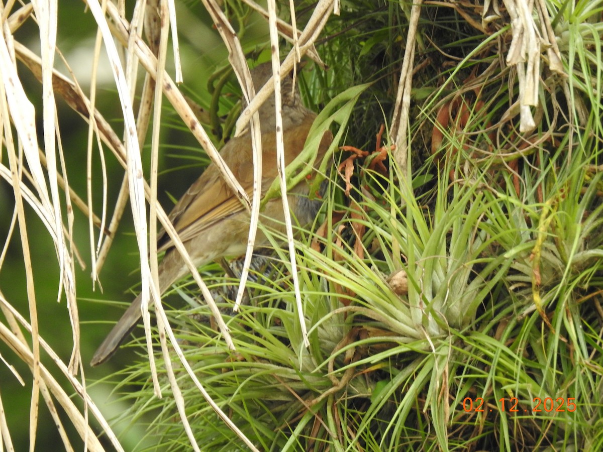 Pale-breasted Thrush - ML646515096