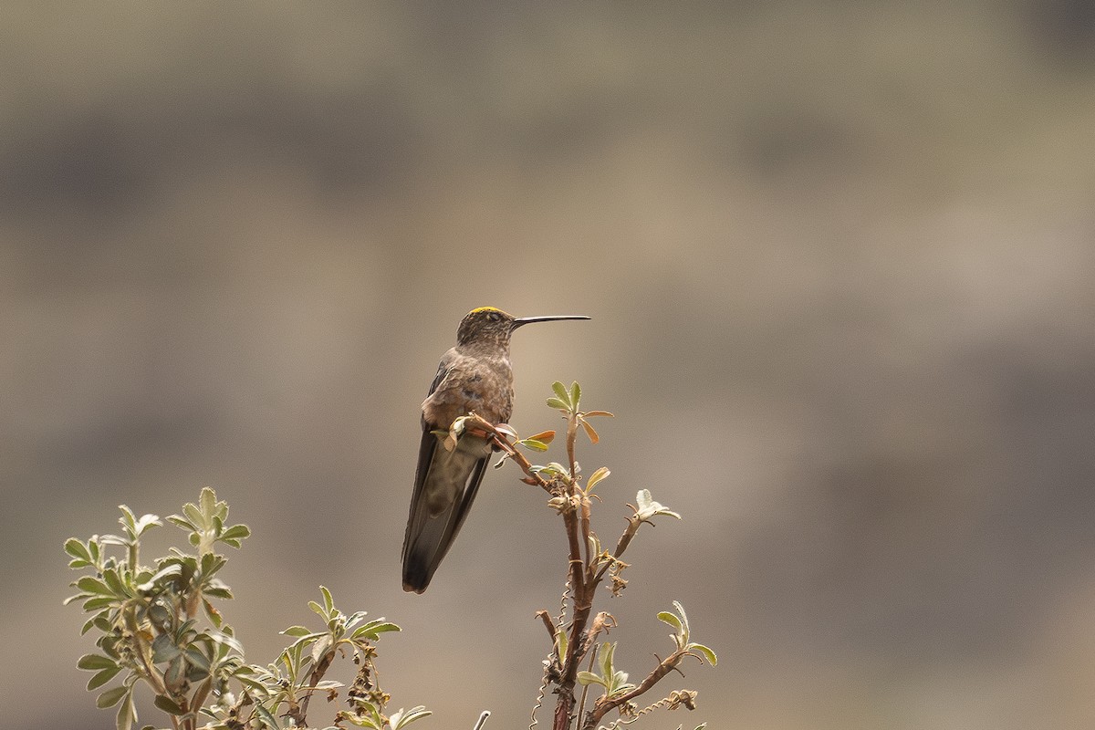 kjempekolibri - ML646515097