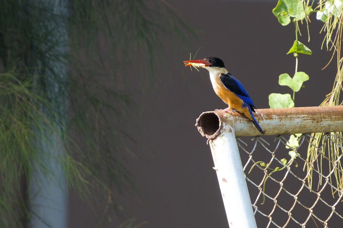 Black-capped Kingfisher - ML646515098