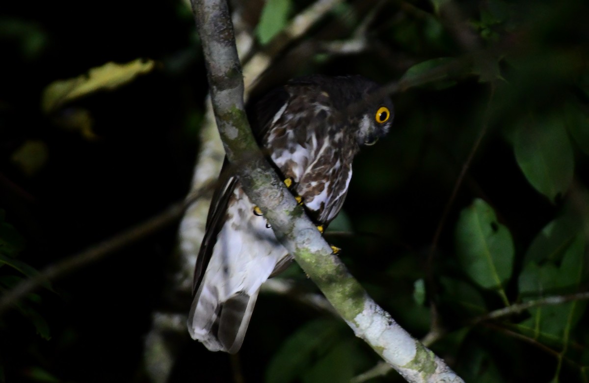 hjerteugle - ML646515099