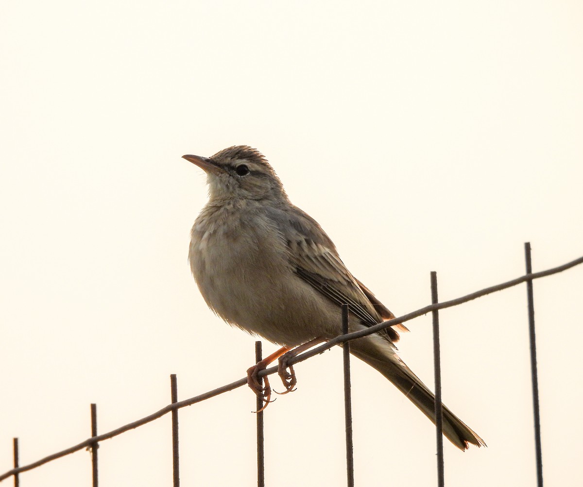 Long-billed Pipit - ML646515102