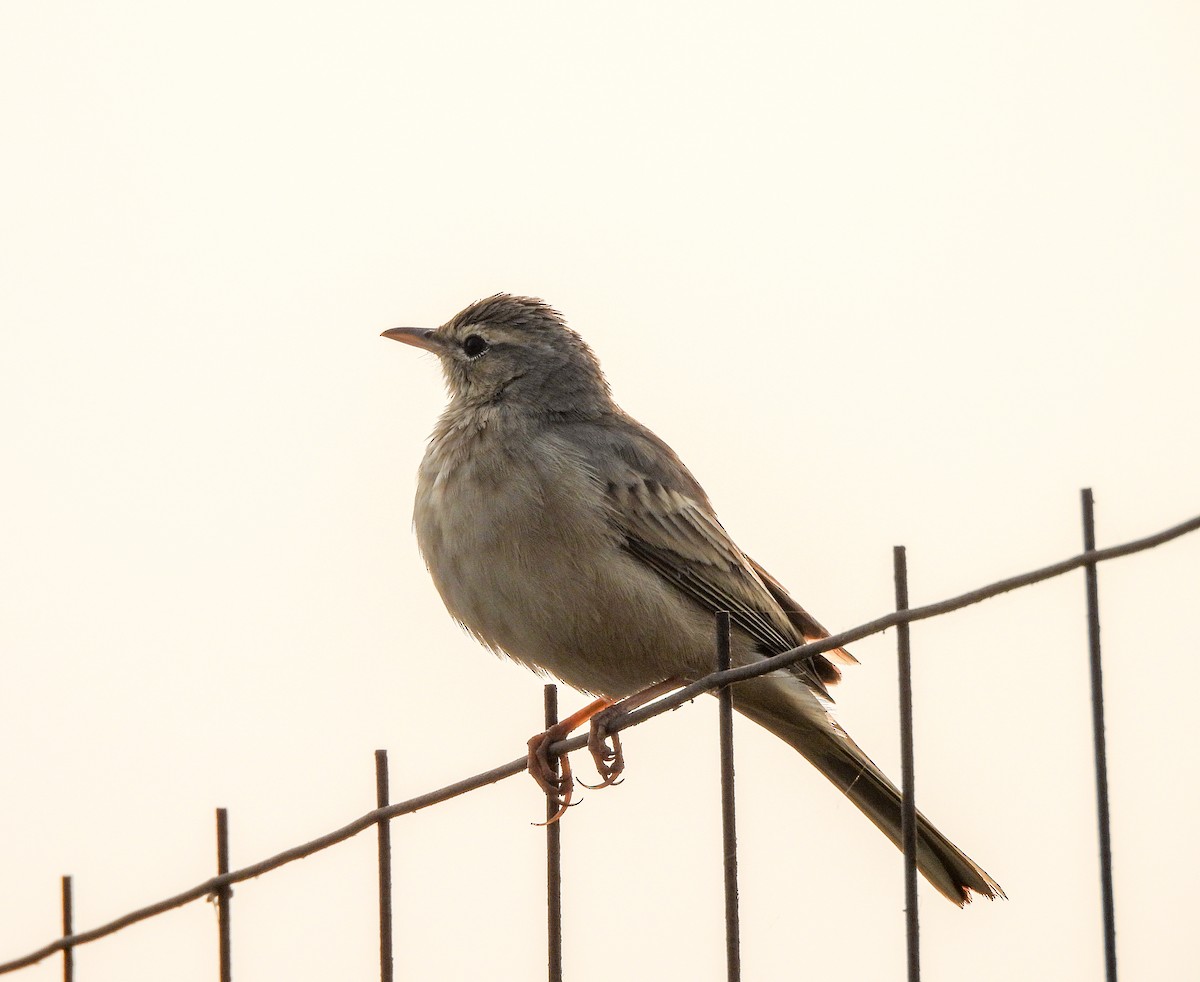 Long-billed Pipit - ML646515103
