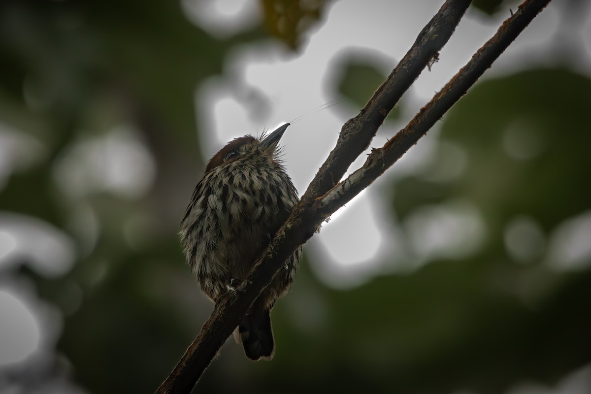 Лінивка мала - ML646515104