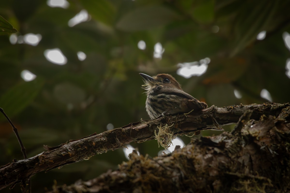 Лінивка мала - ML646515105