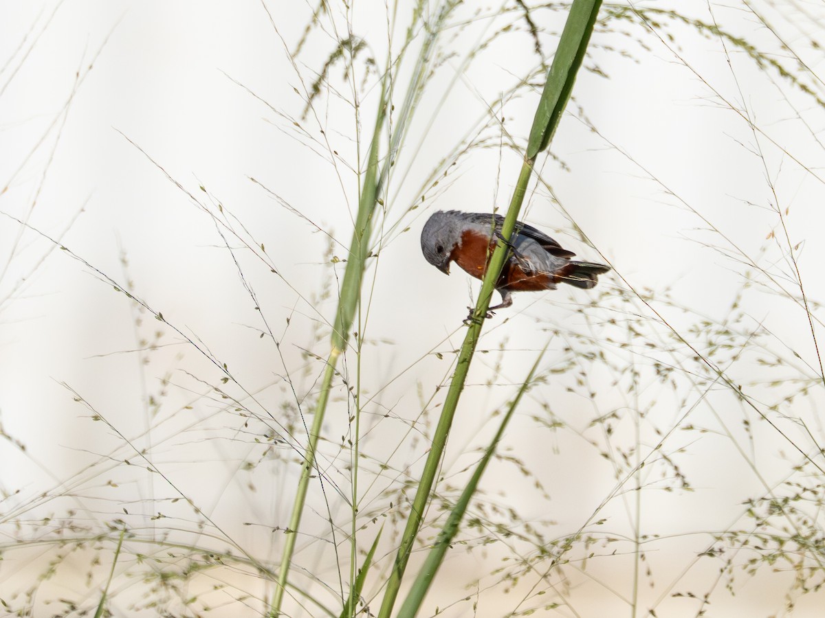 Chestnut-bellied Seedeater - ML646515106