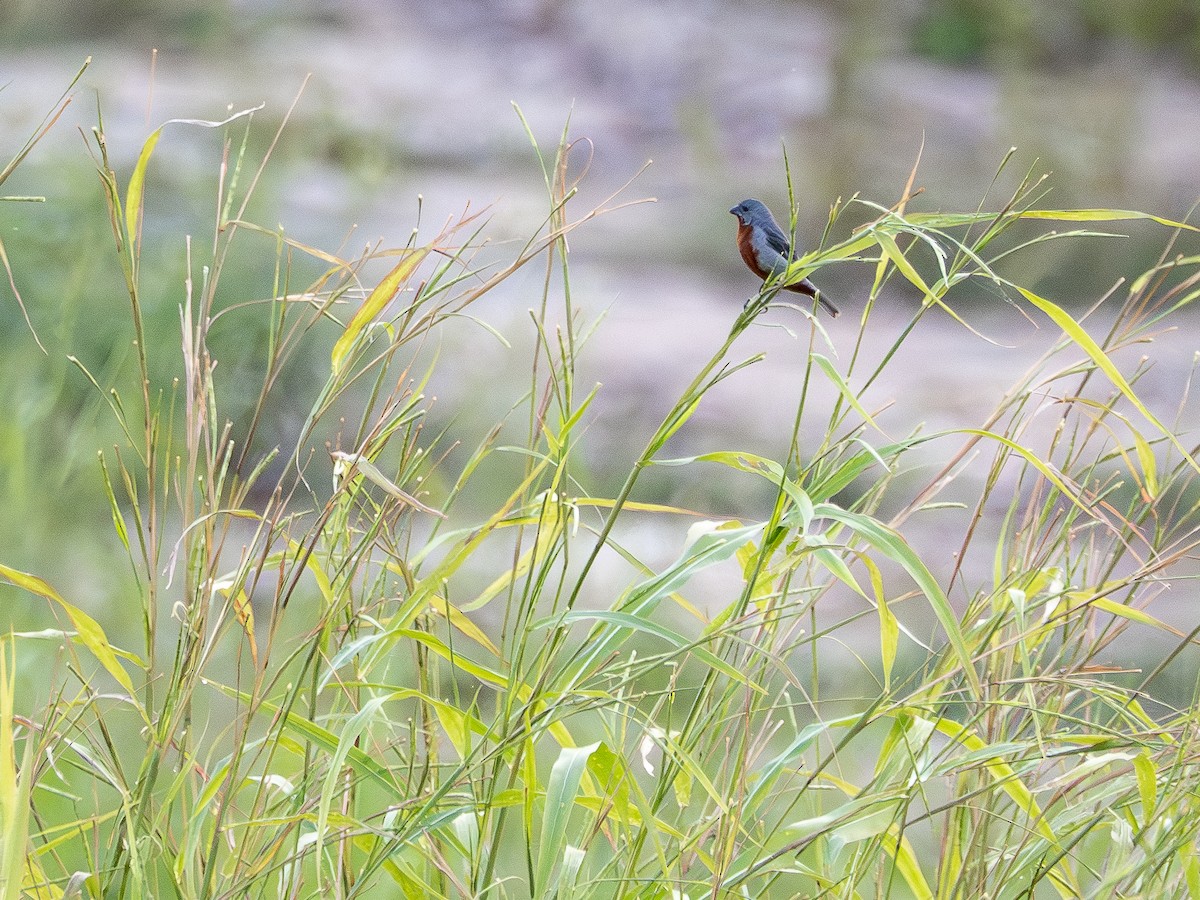Chestnut-bellied Seedeater - ML646515107
