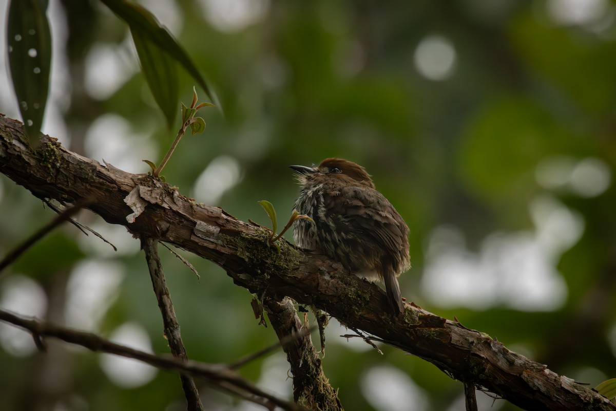 Лінивка мала - ML646515108