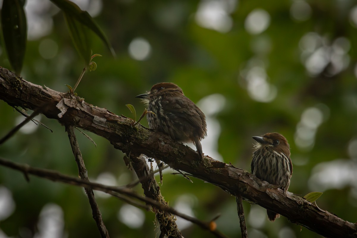Лінивка мала - ML646515109