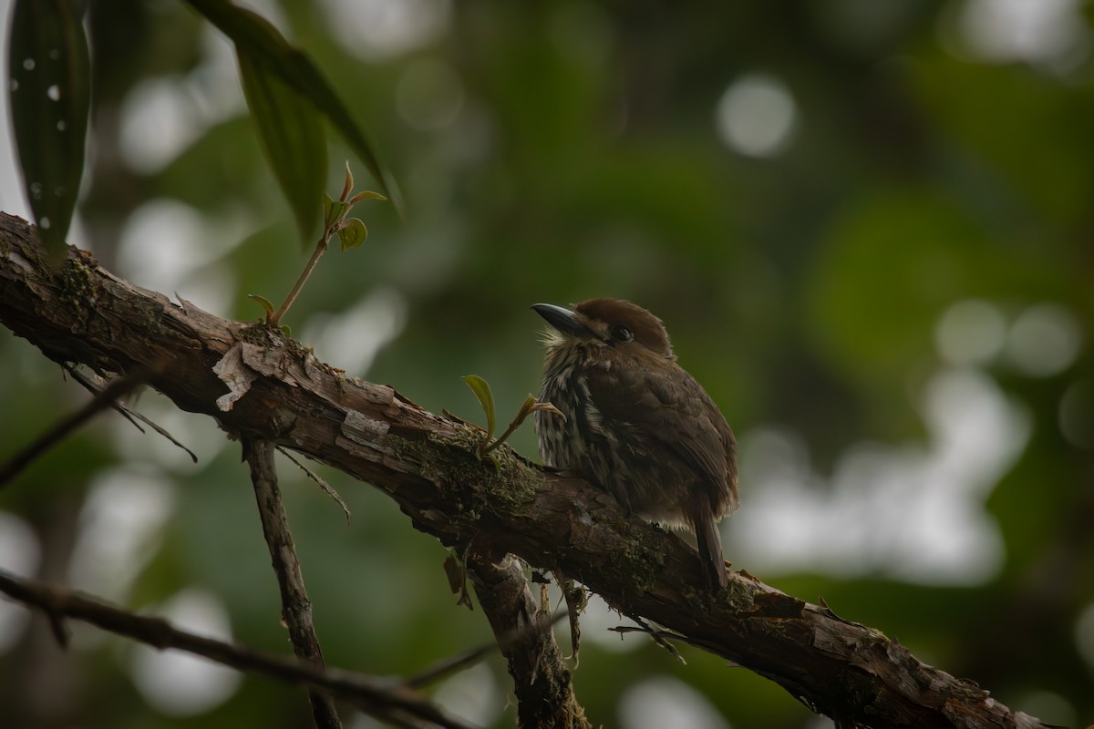 Лінивка мала - ML646515111