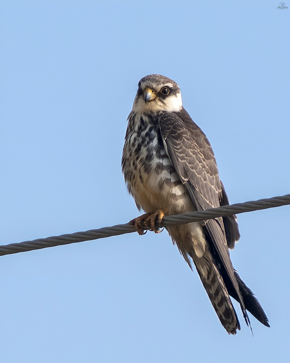 Амарын шонхор - ML646515112