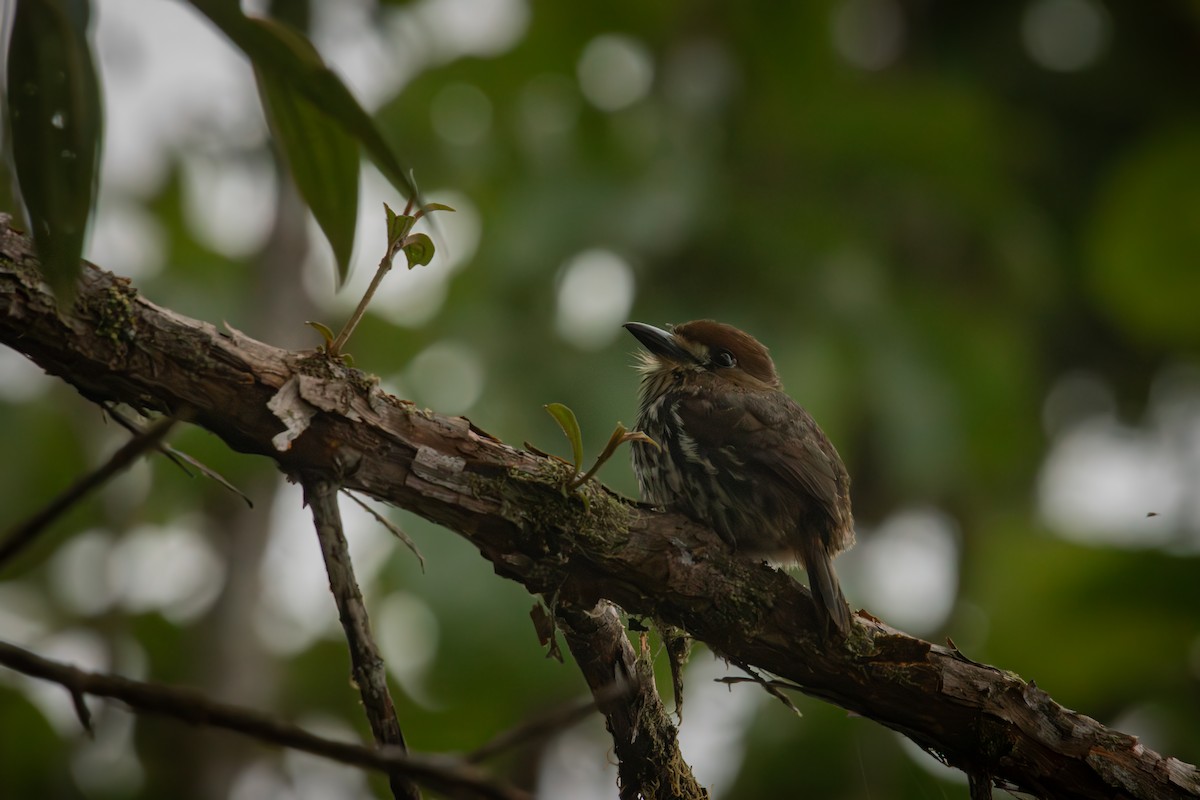 Лінивка мала - ML646515113