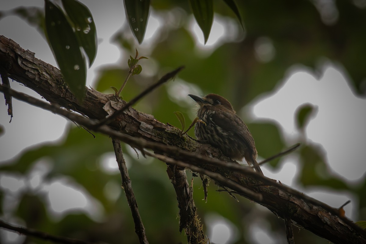 Лінивка мала - ML646515114