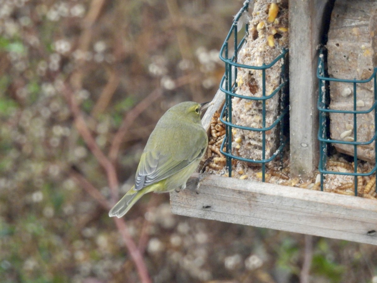 Turuncu Taçlı Ötleğen - ML646515115