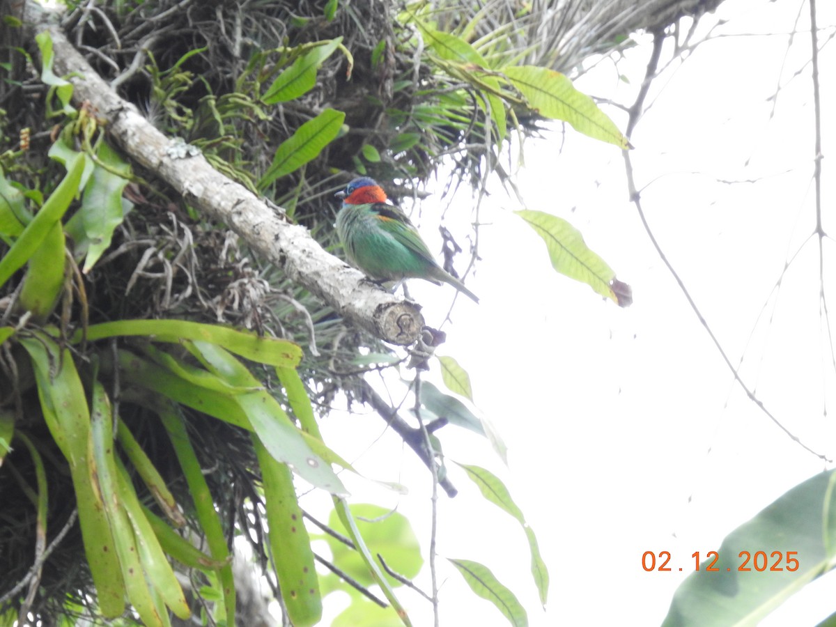 Red-necked Tanager - ML646515116