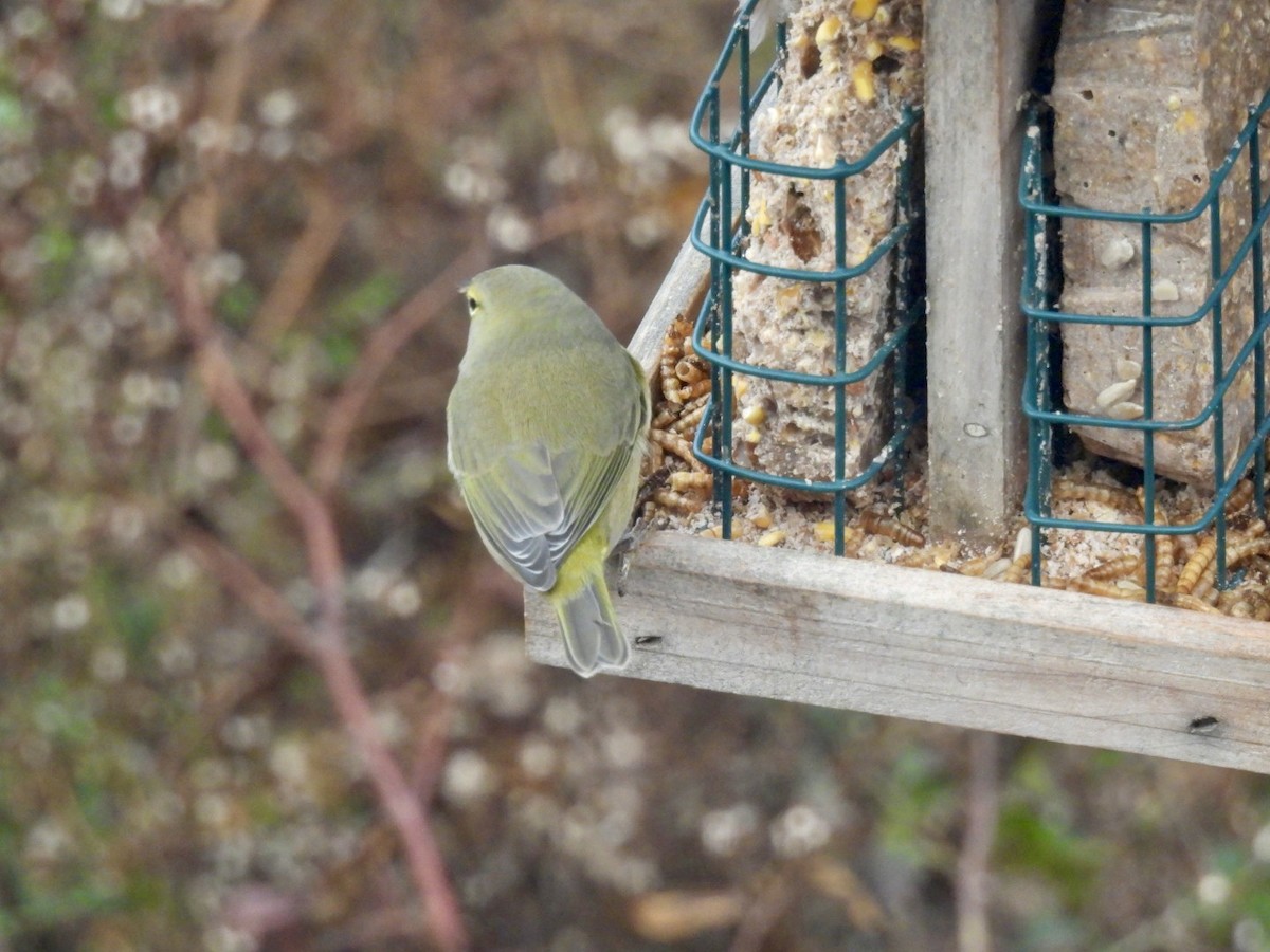 Turuncu Taçlı Ötleğen - ML646515117