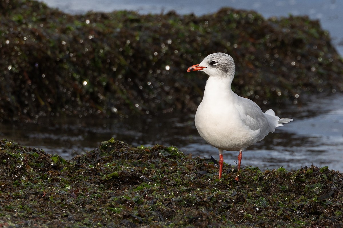 Mediterranean Gull - ML646515121