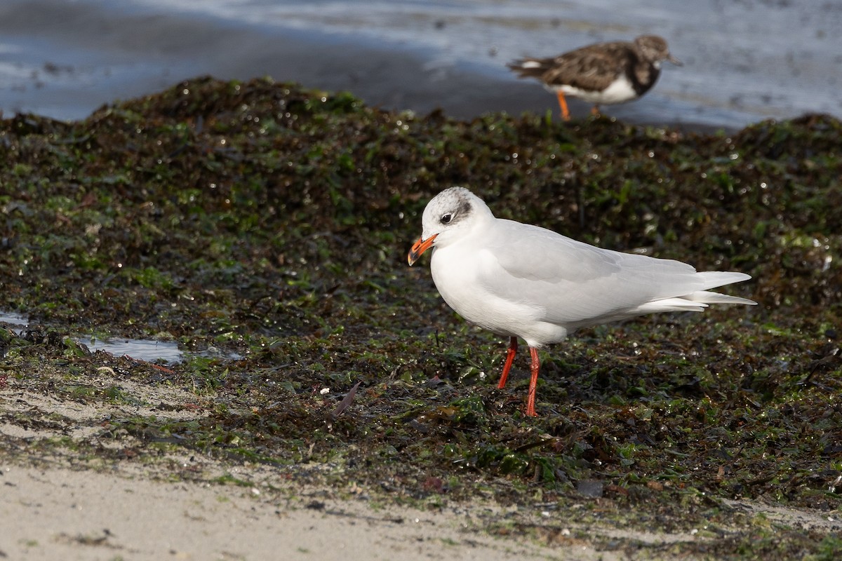 Mediterranean Gull - ML646515122