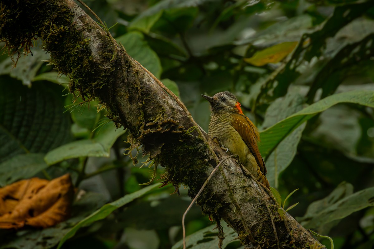 Дзьоган жовточеревий - ML646515124