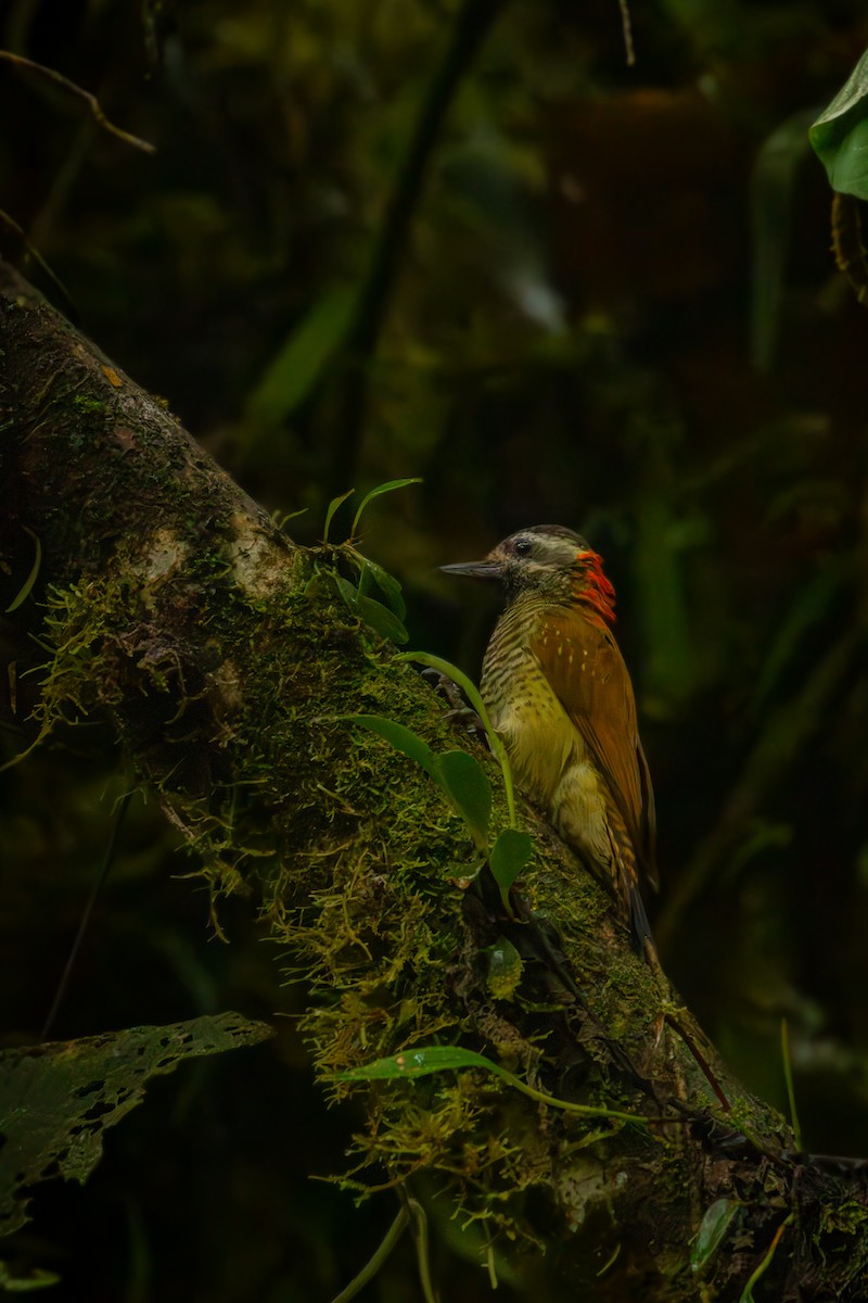 Дзьоган жовточеревий - ML646515125