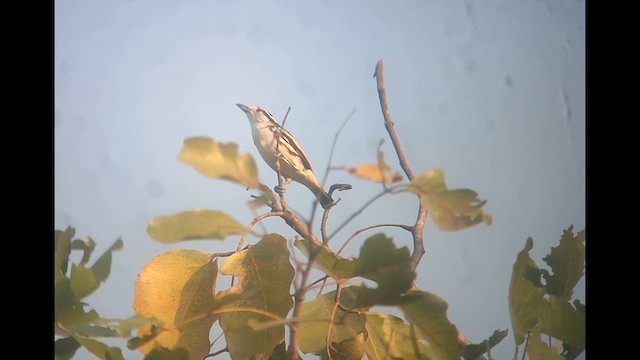 Brubru - ML646515129