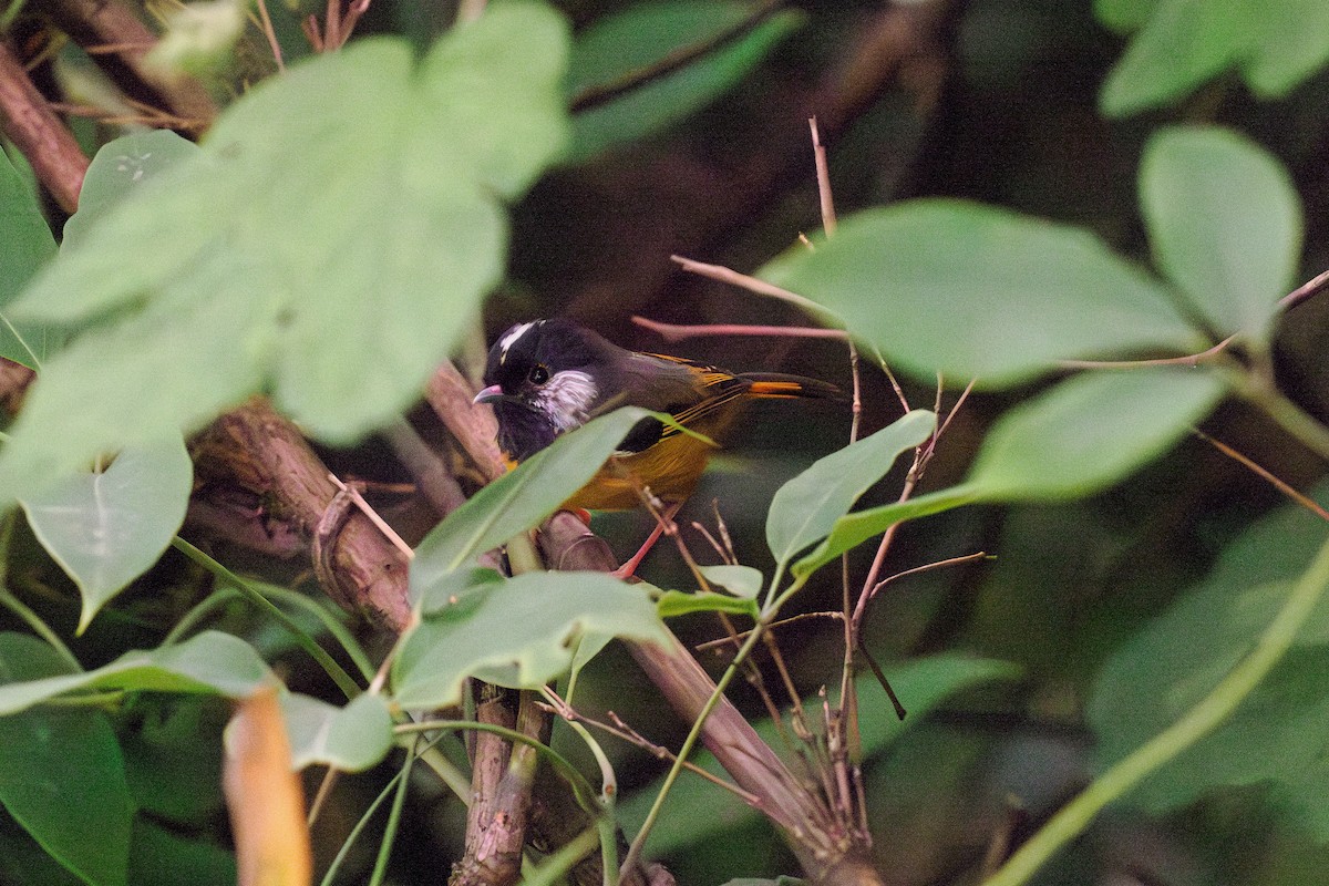 Golden-breasted Fulvetta - ML646515132