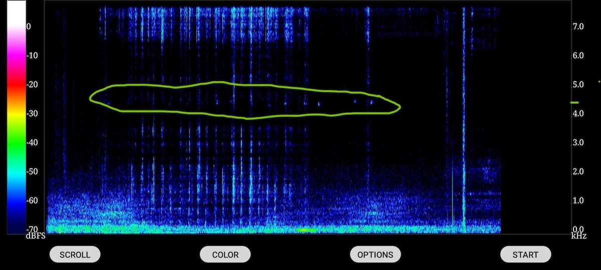 Sakhalin Leaf Warbler - ML646515134