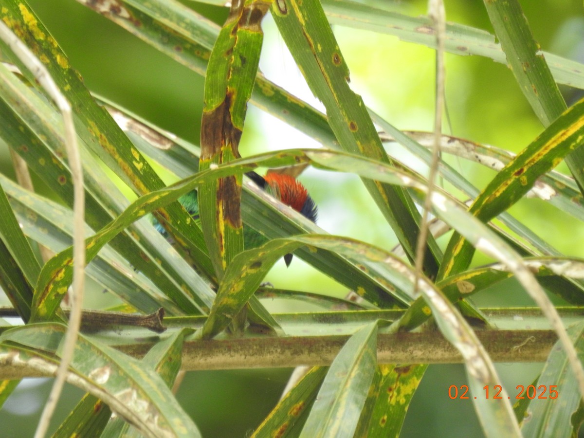 Red-necked Tanager - ML646515137