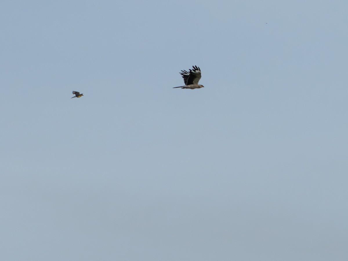 Yellow-headed Caracara - ML646515138