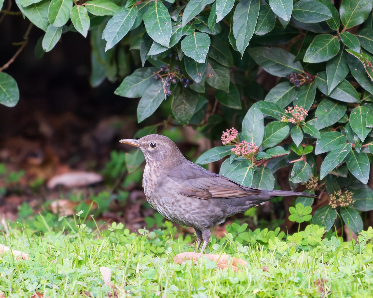 Чёрный дрозд - ML646515139